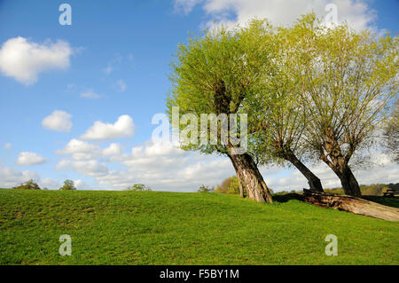 Trauerweide Bäume auf einem grasbewachsenen Hügel sonnigen Frühlingsmorgen im Richmond Park, London, England Stockfoto