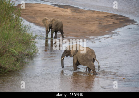 Zwei Elefanten, die Interaktion in den Sabie River Stockfoto