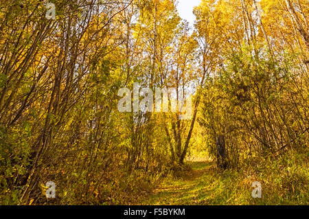 Einem ruhigen Waldweg, hervorgehoben durch die Farben des Herbstes. Stockfoto