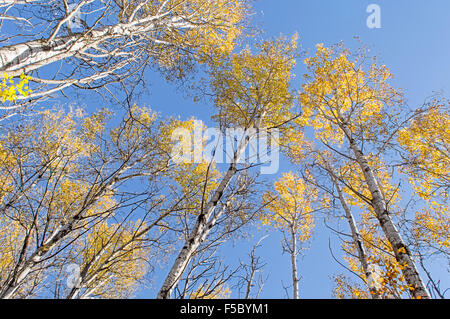 Weit über das herbstliche Blätter warten, von den hoch aufragenden Birken fallen. Stockfoto