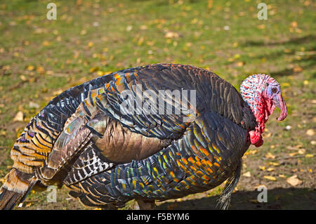 Türkei sieht den Boden eng, wie es für Lebensmittel Futter. Stockfoto