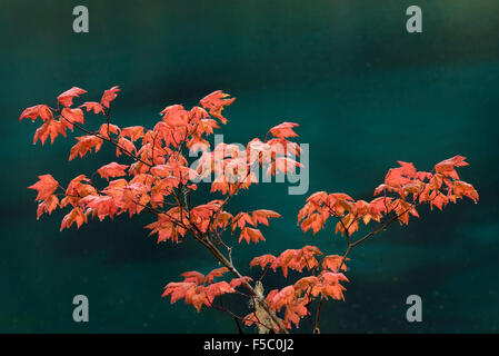 Rebe Ahorn Herbst Farbe auf dem McKenzie River Trail in Clear Lake, Oregon. Stockfoto