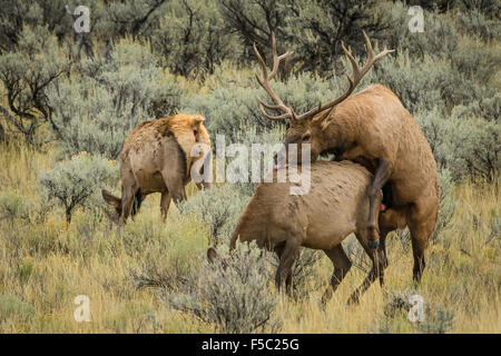 Elch Paarung; Yellowstone-Nationalpark, Wyoming. Stockfoto