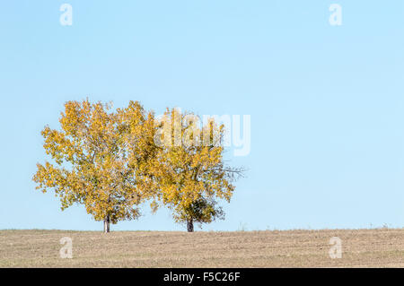 Umgeben von einer kargen Feld, das diese zwei Bäume in leuchtenden Farben oder Herbst Sonnen. Stockfoto