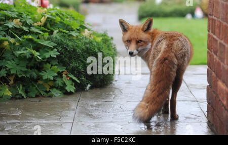 WILDE URBAN FUCHS IM HAUSGARTEN RE FÜCHSE SCHÄDLINGE WILDTIERE ZÄHMEN FETT JAGD VERBOT VIXEN HUND AUFRÄUMVORGANG ESSEN SUBURBAN STADT UK Stockfoto