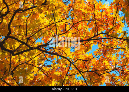 Bunte Blätter im Herbst. die bunten Blätter im Herbst Stockfoto