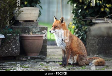 WILDE URBAN FUCHS IM HAUSGARTEN RE FÜCHSE SCHÄDLINGE WILDTIERE ZÄHMEN FETT JAGD VERBOT VIXEN HUND AUFRÄUMVORGANG ESSEN SUBURBAN STADT UK Stockfoto