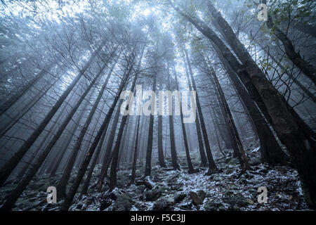 Beängstigend und nebligen Wald im Herbst Stockfoto