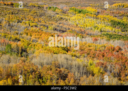 Espe Bäume im Herbst Farbe in Jackman Park Recreation Area auf Steens Mountain, südöstlichen Oregon. Stockfoto