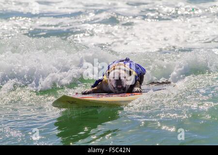 Ca, uns. 28. Sep, 2014. Welt berühmten Unleashed durch Petco Surf City Surf DogÂ¨ Wettbewerb Hunde kamen aus ganz über dem Land, in den rauen Gewässern aus Huntington Beach, Kalifornien zu konkurrieren. Einige Partisipants kamen aus so weit wie Brasilien. Der Strand war voll mit gut aussehenden, Hundeliebhaber und Surfer gleichermaßen. Es gab mehrere Kategorien von kleinen Hunden zu groß. Sehen Sie hier:. Surfer Hund Tillman reitet auf eine Welle in der großen Division während der 6. jährlichen Surf-Dog-Wettbewerb in Huntington Beach, Kalifornien © Daren Fentiman/ZUMA Draht/Alamy Live News Stockfoto