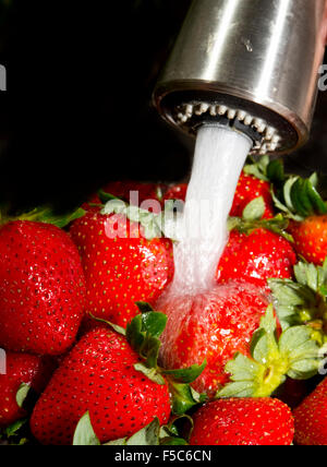 Waschen frische saftige Erdbeeren in der Spüle. Stockfoto