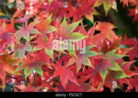 Acer Palmatum verlässt 'Osakazuki' im Herbst. Stockfoto