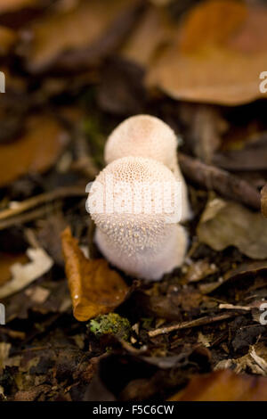 Lycoperdon Perlatum. Gemeinsamen Puffball Fruchtkörper im Wald Laubstreu. Stockfoto