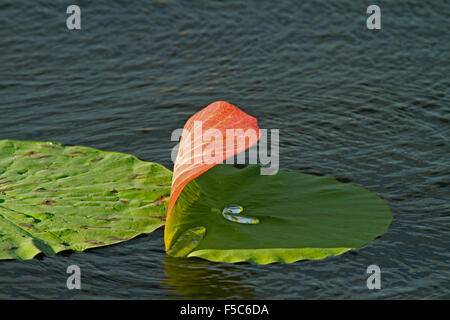 Wassertropfen auf Lotusblatt Stockfoto