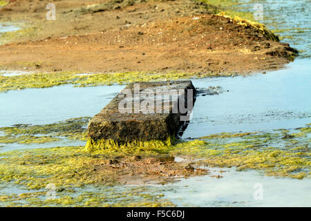 Beton und Wasser Algen Stockfoto