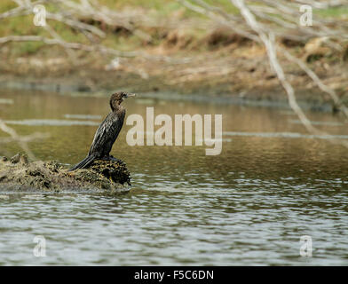 Der kleine Kormoran (Microcarbo Niger) ist ein Mitglied der Kormoran Familie von Seevögeln. Stockfoto