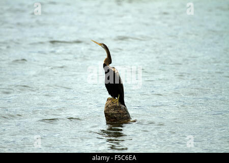 Anhinga Anhinga Anhinga, Wasser-Türkei Stockfoto