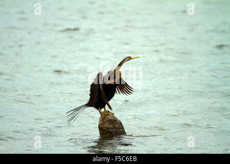 Anhinga Anhinga Anhinga, Wasser-Türkei Stockfoto