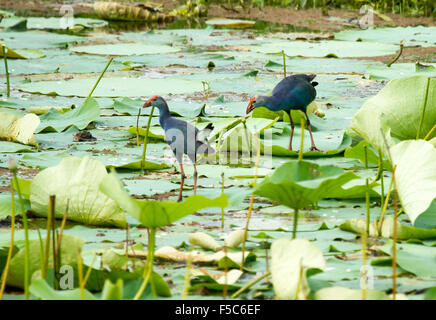 Die westlichen Swamphen (Porphyrio Porphyrio) ist eine "Sumpf-Henne" in der Rail-Familie Rallidae. Stockfoto