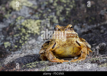 Grasfrosch (Rana Temporaria) auf einem Stein sitzend Stockfoto