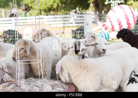 Ziegen und Schafe in der Bauernhof Tiere Landwirtschaft und Natur. Stockfoto