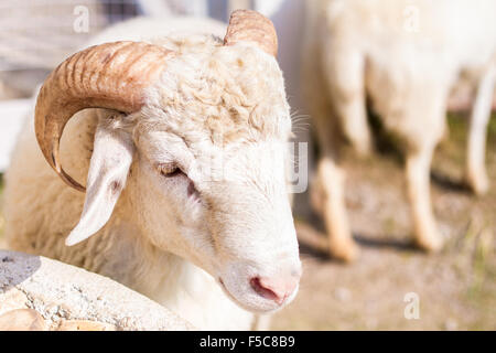 Ziegen und Schafe in der Bauernhof Tiere Landwirtschaft und Natur. Stockfoto