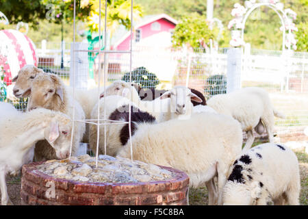 Ziegen und Schafe in der Bauernhof Tiere Landwirtschaft und Natur. Stockfoto