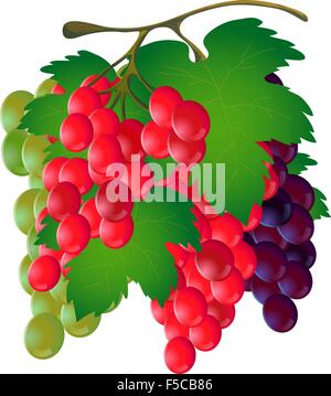 Haufen von Trauben mit einem Blatt auf einem weißen Hintergrund. Vektor Stock Vektor