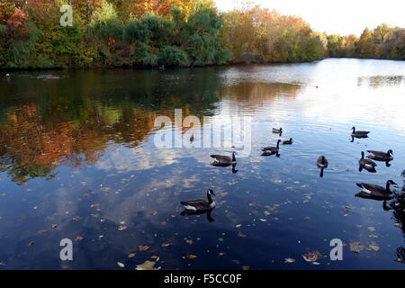 Gänse schwimmen im See Stockfoto