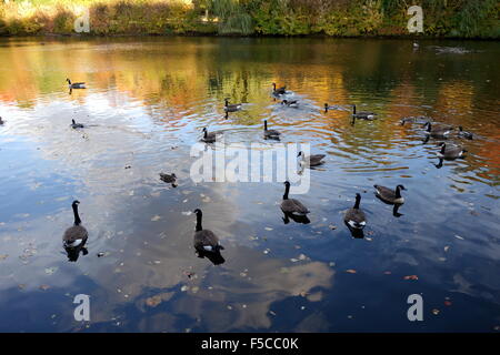 Gänse schwimmen im See Stockfoto