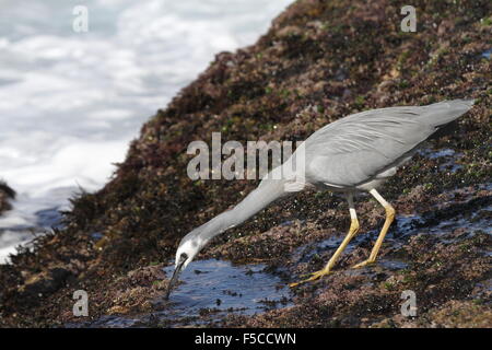 White-faced Reiher auf der Suche nach Nahrung auf einem Felsen Regal direkt am Meer Stockfoto