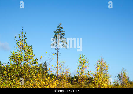 Colorful forest view with golden birch leaves an a lone pine tree Stockfoto