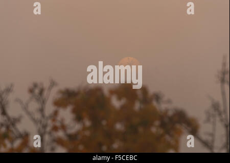 Wimbledon, London, UK. 1. November 2015. Dichter Nebel steigt in Richtung Sonnenuntergang über SW London Vororten mit entfernten Laub Silhouette gegen einer untergehenden Sonne. Bildnachweis: Malcolm Park Leitartikel/Alamy Live-Nachrichten Stockfoto