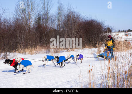 Erwachsene männliche Musher leitet ein Team von husky Hunde auf der jährlichen Wolf Track Classic Sled Dog Race Bewerb, Ely, MN, USA Stockfoto