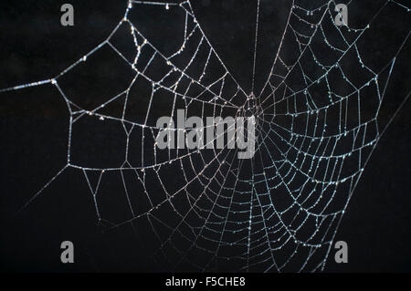 Wimbledon, London, UK. 2. November 2015. Ein Spinnennetz bedeckt Regen Tropfen Credit: Amer Ghazzal/Alamy Live-Nachrichten Stockfoto