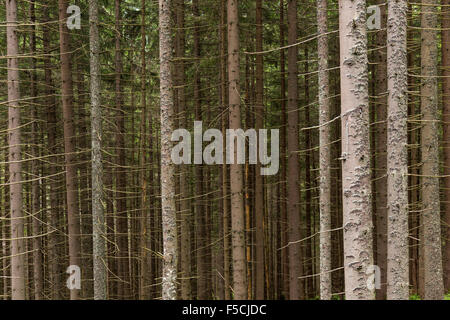 Zakopane-Kiefernwald Stockfoto