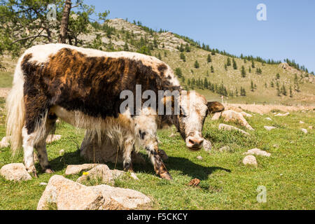 Mongolische Yak Stockfoto