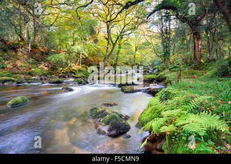 Der Fluss Plym durch den magischen Wald bei Dewerstone auf Dartmoor National Park in Devon Stockfoto