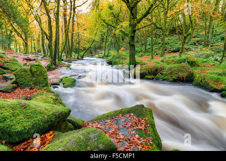 Magische Herbst Holz wie der Fluss Fowey über bemooste Felsbrocken am Golitha fällt an der Südspitze von Bodmin Moor in der Nähe von Liske Stockfoto