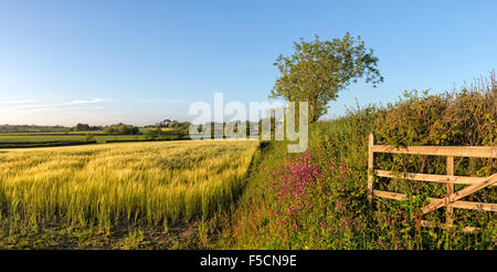 Sommerwiese Gerste in der Nähe von Bodmin in der kornischen Landschaft Stockfoto