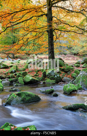 Beuatiful Herbst Baum am Ufer eines Flusses in Dewerstone Woods in Devon Stockfoto