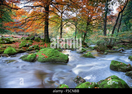 Schöner Wald im Herbst Farbe in Dewerstone auf Dartmoor National Park in Devon Stockfoto