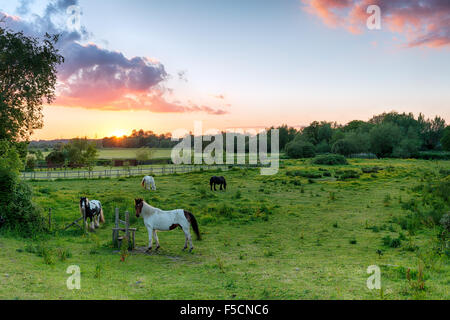 Sonnenuntergang über Pferde auf einem Feld am Wimborne in Dorset Stockfoto