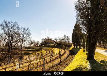 Weinberge von Italien im zeitigen Frühjahr an einem sonnigen Nachmittag Stockfoto