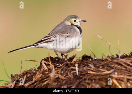 Bachstelze, Erwachsenen stehend, Kampanien, Italien (Motacilla Alba) Stockfoto