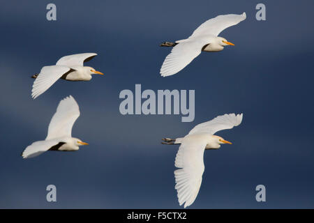 Kuhreiher, Herde im Flug, Kampanien, Italien (Bubulcus Ibis) Stockfoto