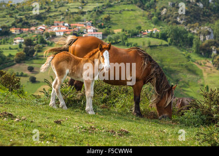 Zwei Pferde (eine Broadmare und ihr Fohlen) in Pendes, durch den Nationalpark Picos de Europa, Liébana, Kantabrien, Spanien. Stockfoto