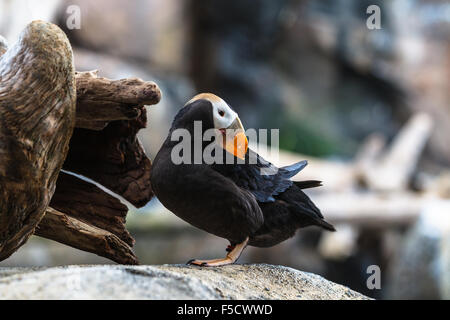 Ein getufteter Papageientaucher in Kenai Fjords Nationalpark, Seward, Alaska, Vereinigte Staaten von Amerika. Stockfoto