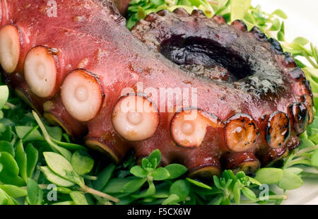 BBQ-Krake Arm fertig zum Verzehr. Stockfoto