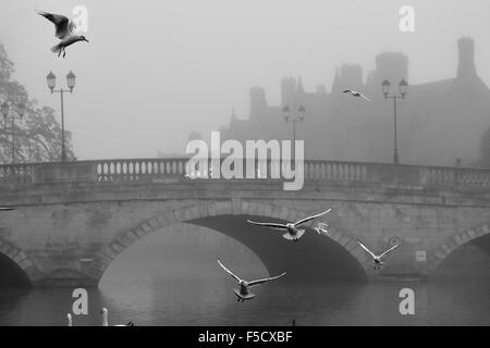 Ein nebeliger Morgen mit Möwen und Brücke über den River in Bedford, Bedfordshire Stockfoto